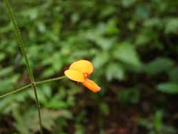 Image result for Hylodesmum repandum