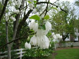 Image result for Halesia