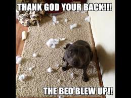 Pin By Katy Turner On Ethan Is Dying For One Bully Breeds Dogs Staffy Dog Dog Shaming