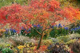 Types Of Japanese Maples Compare Acer Species Garden Design Japanese Maple Garden Tree Garden Design Japanese Maple Tree Care