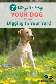 The perfect gift for dog owners. Why Is My Dog Digging Holes All Of A Sudden Dogs Digging Holes Dog Digging Digging Dogs