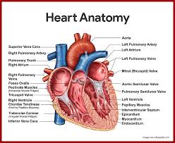 Anatomy coloring book, the (3rd edition). Heart Anatomy Diagrams Anatomy Drawing Diagram