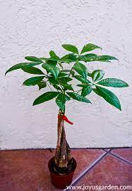 Maybe you would like to learn more about one of these? How To Repot A Money Tree Pachira Aquatica Plus The Mix To Use