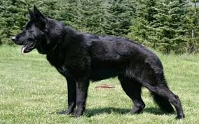 Black Gsd Kopek Alman Coban Kopekleri Coban Kopekleri Ve Hayvanlar