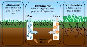 That way new grass roots can penetrate deeper into the soil and have access to more nutrients. Why Should I Aerate And Over Seed My Fescue Lawn Dreamlawns Lawn Care