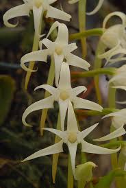 Image result for Cyrtorchis neglecta