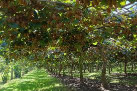 Fruit trees for sale nz. Kiwi Fruit Plants Kashmir In 2021 Fruit Plants Plants Nursery Plants