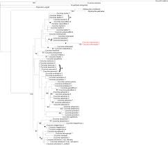 Image result for Coccinia barteri