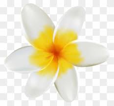 We did not find results for: Collection Of Free White And Yellow Flower Png Clipart Full Size Clipart 84640 Pinclipart