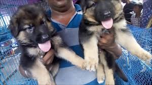 There's still a long process to go through before you can. German Shepherd Puppies Available At Ludhiana Punjab 9915031056 By Gurpreet Singh