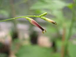 Image result for Schwenckia