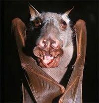 Other criteria such as eye lens weight and tooth characteristics have also been used to age some species.perry &amp; Phish Net Why Is No One Talking About Curveball