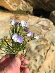 Image result for Psoralea arborea