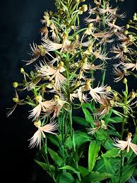 Image result for Habenaria unifoliata