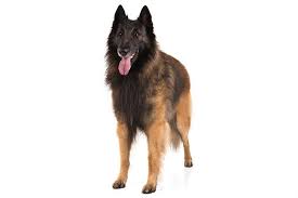 The name malinois is derived from malines, the french name for the breed's city of origin. Belgian Tervuren Dog Breed Information