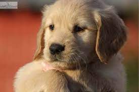 Any golden retriever mix will have at least some of the golden retriever's friendly personality, making what makes the golden retriever so popular? Golden Retriever Puppies Louisville Ky Petsidi