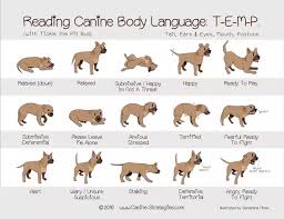 What Are The Signs Of A Dog Being Aggressive Towards His