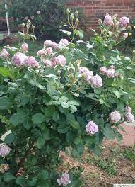 We did not find results for: Poseidon Rose Photo Rose Photos Rose Beautiful Roses