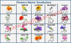 Means flower, rose in urdu and pashto,. Daily Routine English To Urdu Sentences With Pdf File Flower Names Learn English Vocabulary Flash Cards