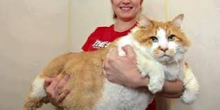 Obez Kedi Nasil Zayiflatilir Patiliyo Com