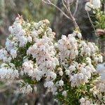 Image result for Erica kingaensis