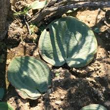 Image result for Drimia calcarata