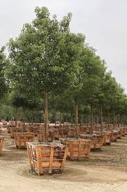 Image result for Tipuana