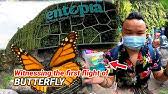 ·located in telok bahang, pulau pinang, malaysia. Entopia Penang Review Entopia Penang Butterfly Farm Entopia Penang Fee Taman Rama Rama Penang Youtube
