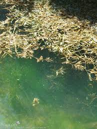 Image result for Potamogeton schweinfurthii