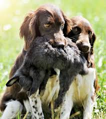 Image result for Malý münsterlandský ohař