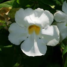 Image result for Thunbergia reticulata