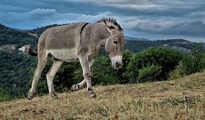 The sterile offspring of a female horse and a male donkey. What S The Difference Between And Horse And A Mule Frontier Life