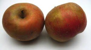 Prospect hill orchards 340 milton tpke milton ny 12547. The Heirloom Apple Orchard The Jentsch Lab