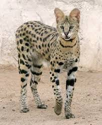 This hybrid cat breed was created by crossing the wild african serval with a it is essential that you buy a kitten from a reputable breeder. Maybe Your Cat Ate Your Baby This Is Not Some Jungle Cat This Is An American Savannah Cat Popular As Pets In California It Stan Cat Breeds Savannah Cat Cats