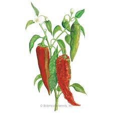 Maybe you would like to learn more about one of these? Numex Joe E Parker Chile Anaheim Pepper Seeds Vegetables Botanical Interests