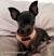 Short Hair Deer Head Chihuahua