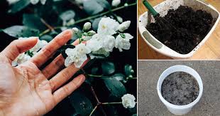 Liquid fertilizers are generally considered good for plants that are actively growing and should usually be applied on a monthly basis. Homemade Fertilizer For Jasmine Plant India Gardening