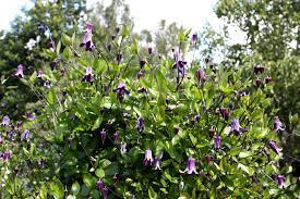 The best way to propagate clematis is by taking softwood cuttings in april or may. Clematis Rooguchi Clematis Plants Garden