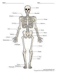 This is an educational video where children can learn more about the human body. Diagram Of Human Skeleton Labeled Printable Human Skeleton Diagram Labeled Unlabeled And Blank Human Skeleton Labeled Human Skeleton Human Skeleton Model