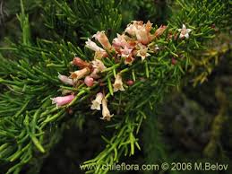 Image result for Colletia