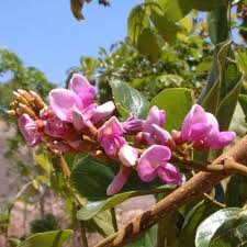 Image result for Millettia grandis