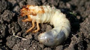 Orange larva set parts larva skin larval key larval pouch windy larval set parts atta. Chafer Grubs How To Kill Remove And Prevent Them From Invading Your Lawn