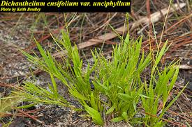 Image result for Dichapetalum edule