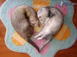 kleine frettchen cute ferrets funny animals ferret