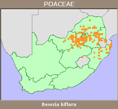 Image result for Bewsia