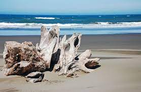 Driftwood On Beach In 2021 Oregon Beaches Beach Photos Driftwood Beach