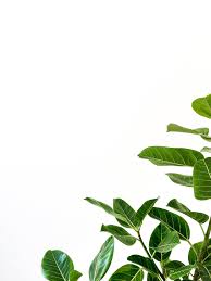 Green Leafed Plant Plant Images Green Pictures White Background Photo