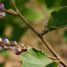 Image result for Polhillides