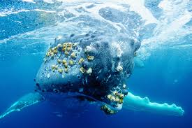 Nature Photographer Of The Year 27 Underwater Pictures Of Ocean Life Ocean art is one of the most highly regarded underwater photo contests in the world. underwater pictures of ocean life