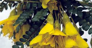 Image result for Sophora inhambanensis